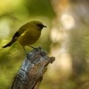 Medosavka novozelandska - Anthornis melanura - Bellbird - makomako 5721-1